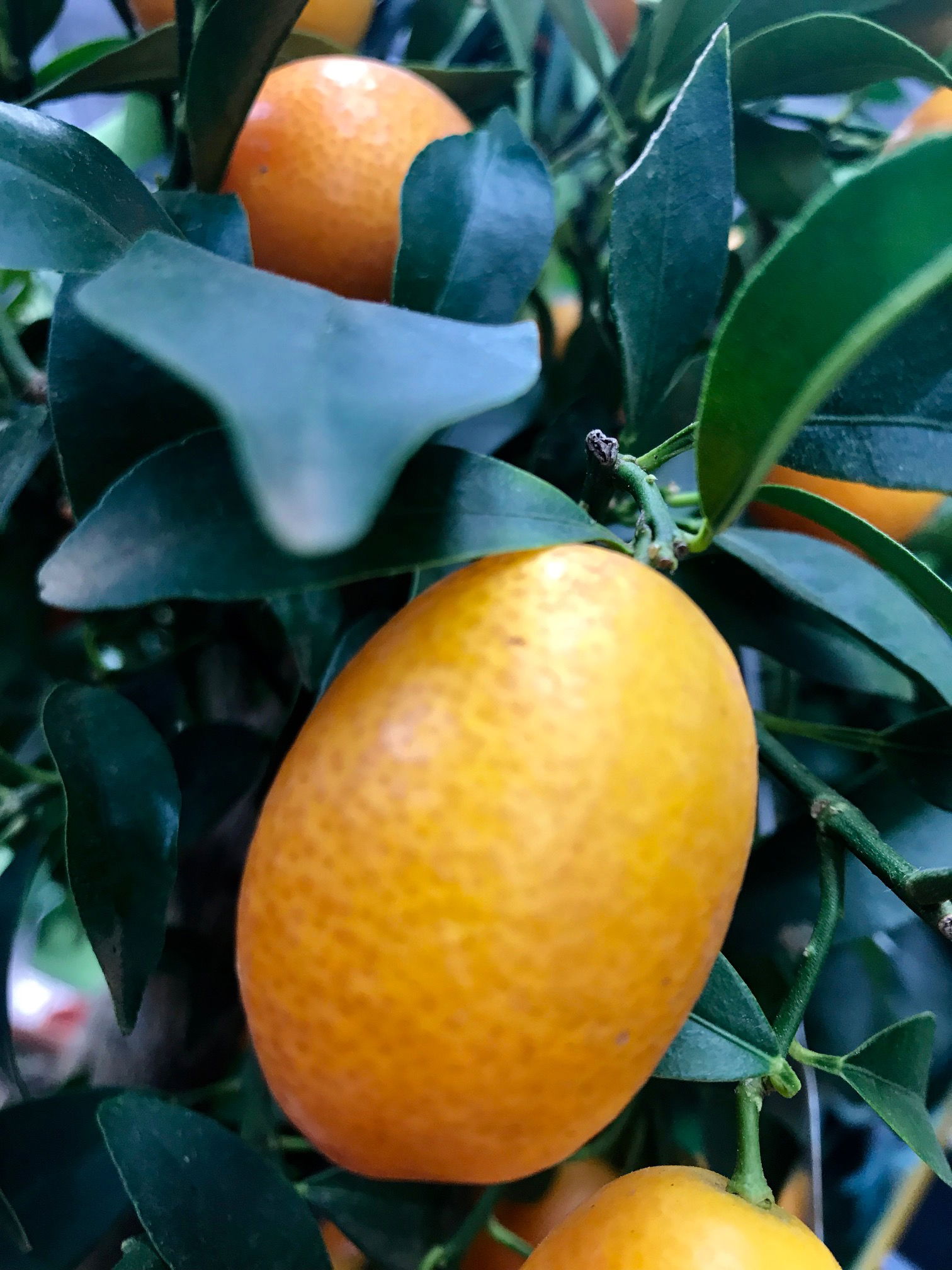 Oranges - Calamondin, Satsuma & Tahitian