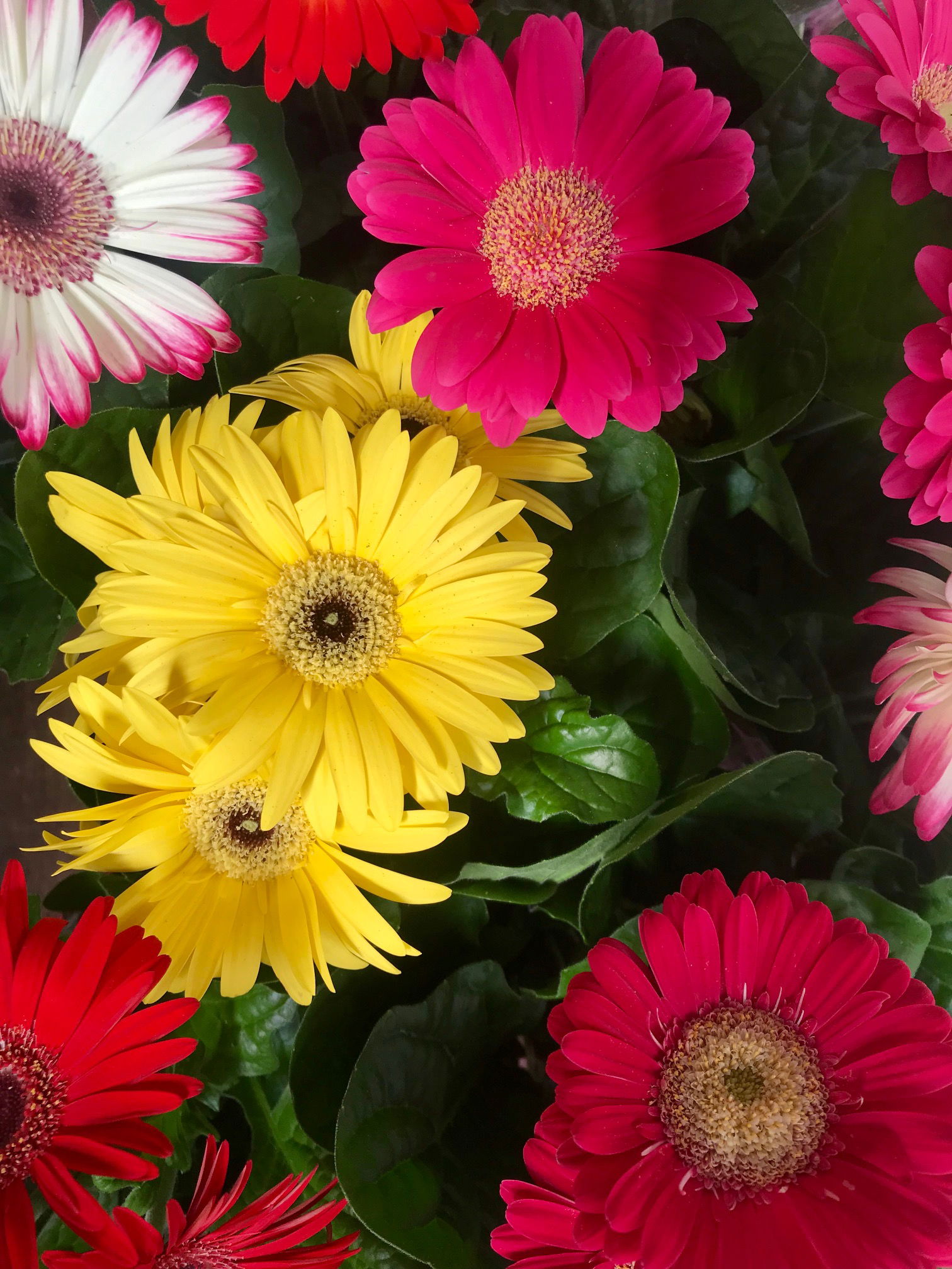 Gerbera - Barberton Daisy