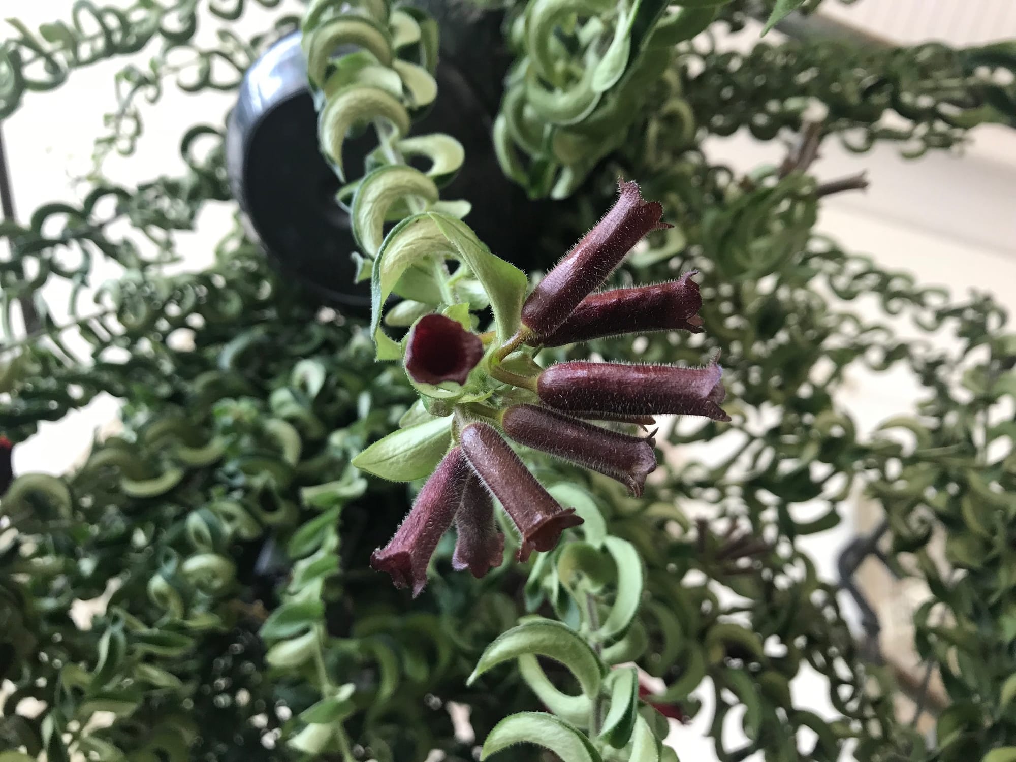 Lipstick Plants - Aeschynanthus