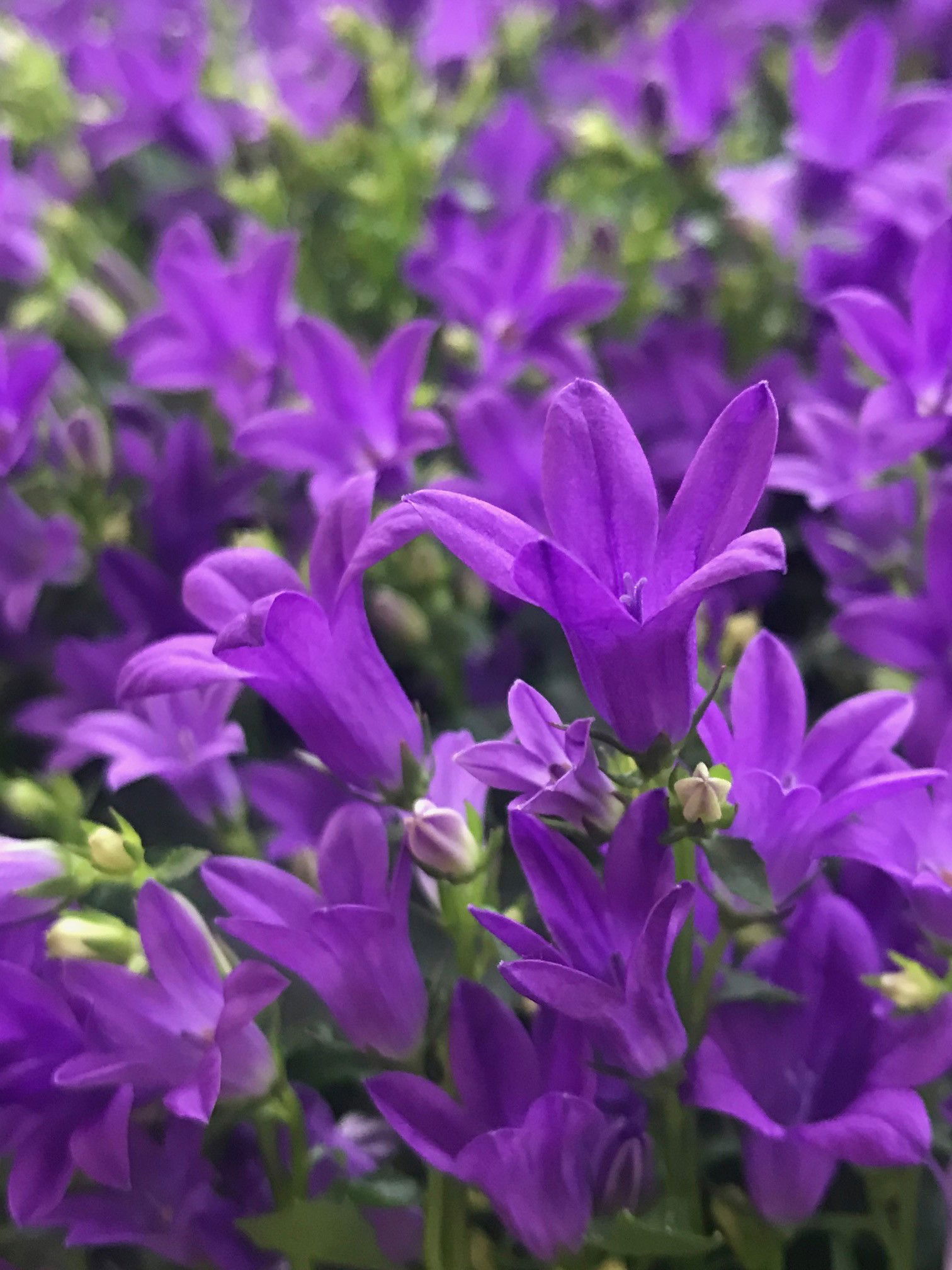 Campanula - Bell-Flowers