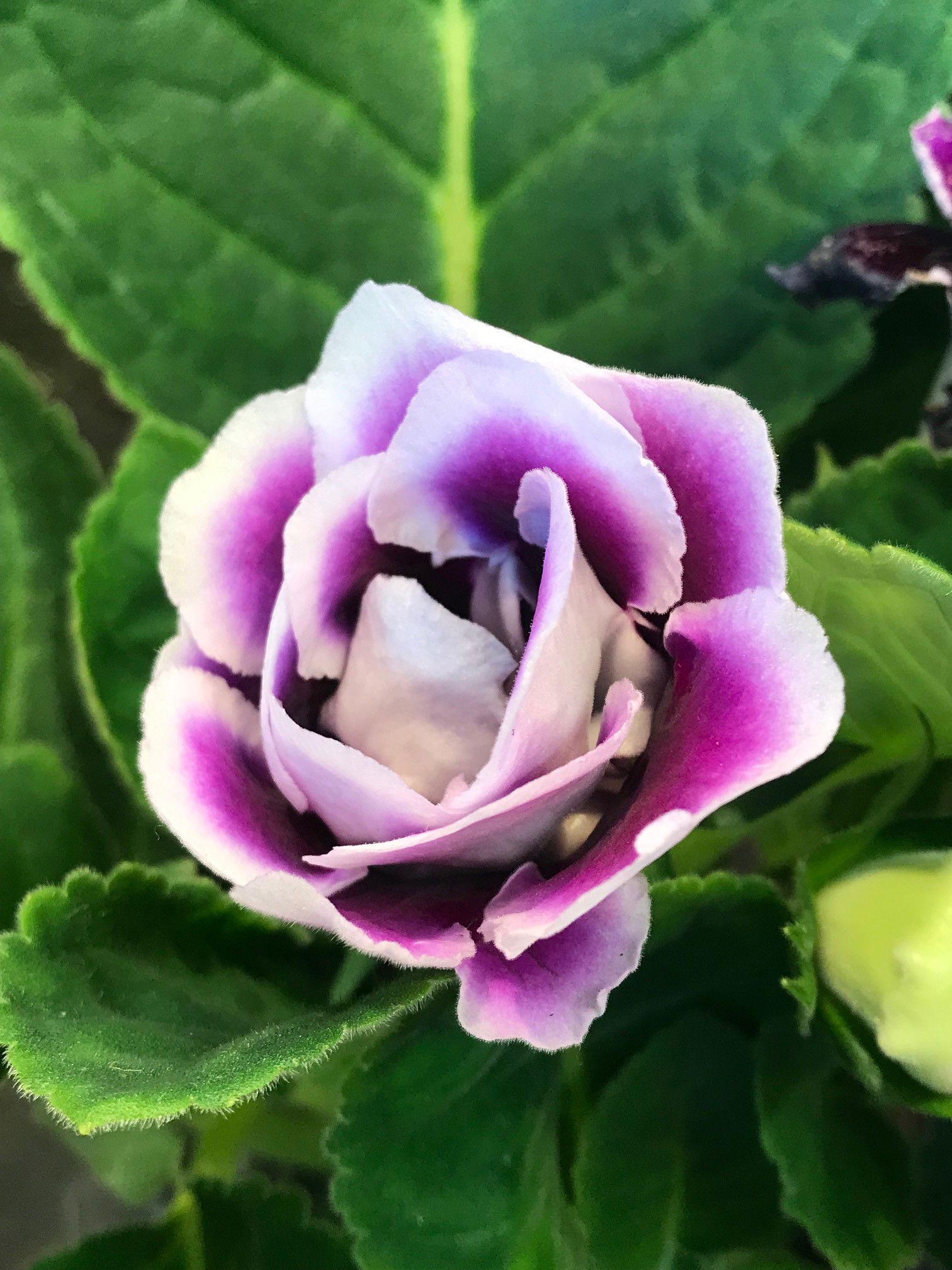 Gloxinia - Sinningia