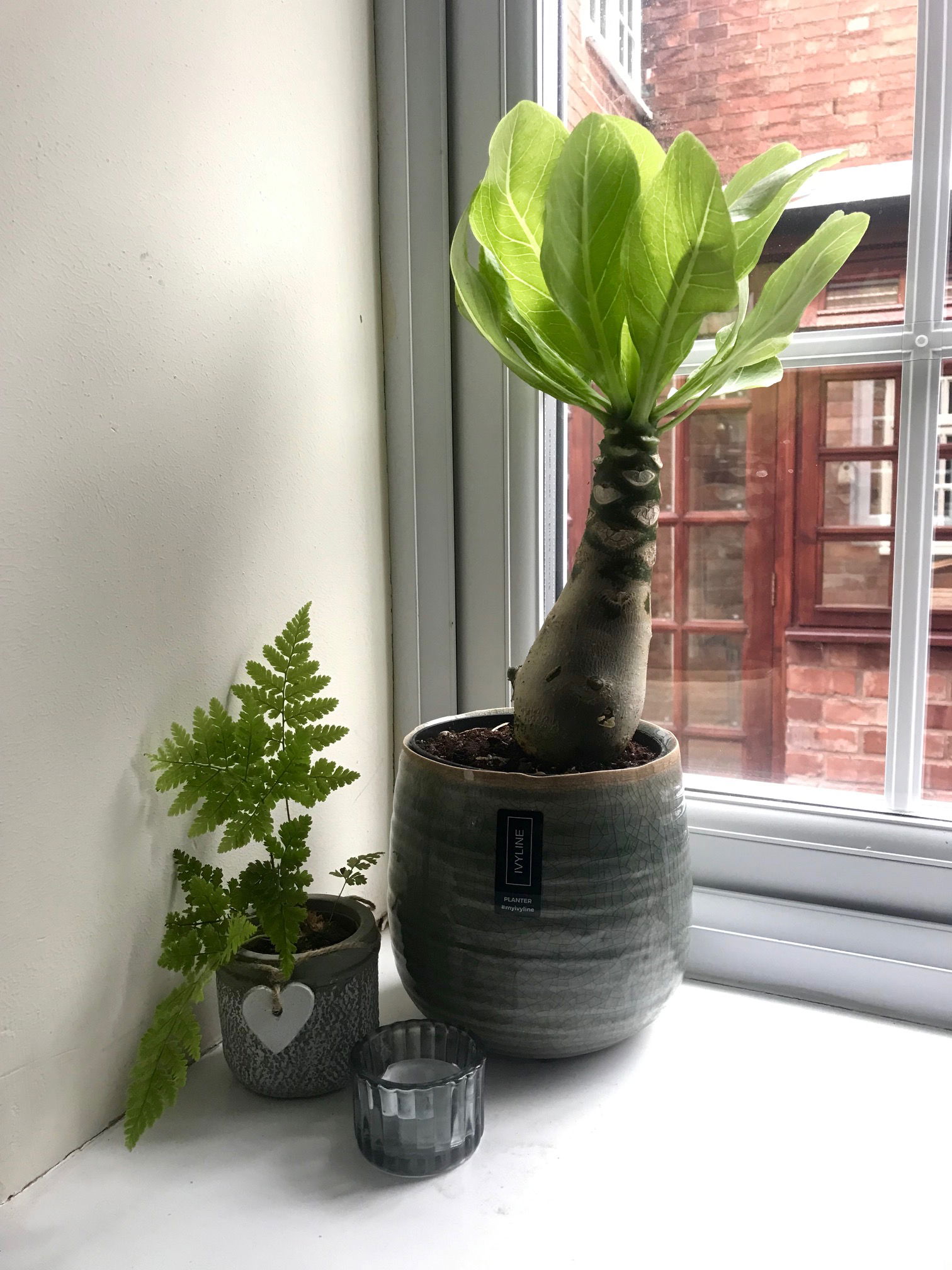 Hawaiian Palms - Brighamia Insignis