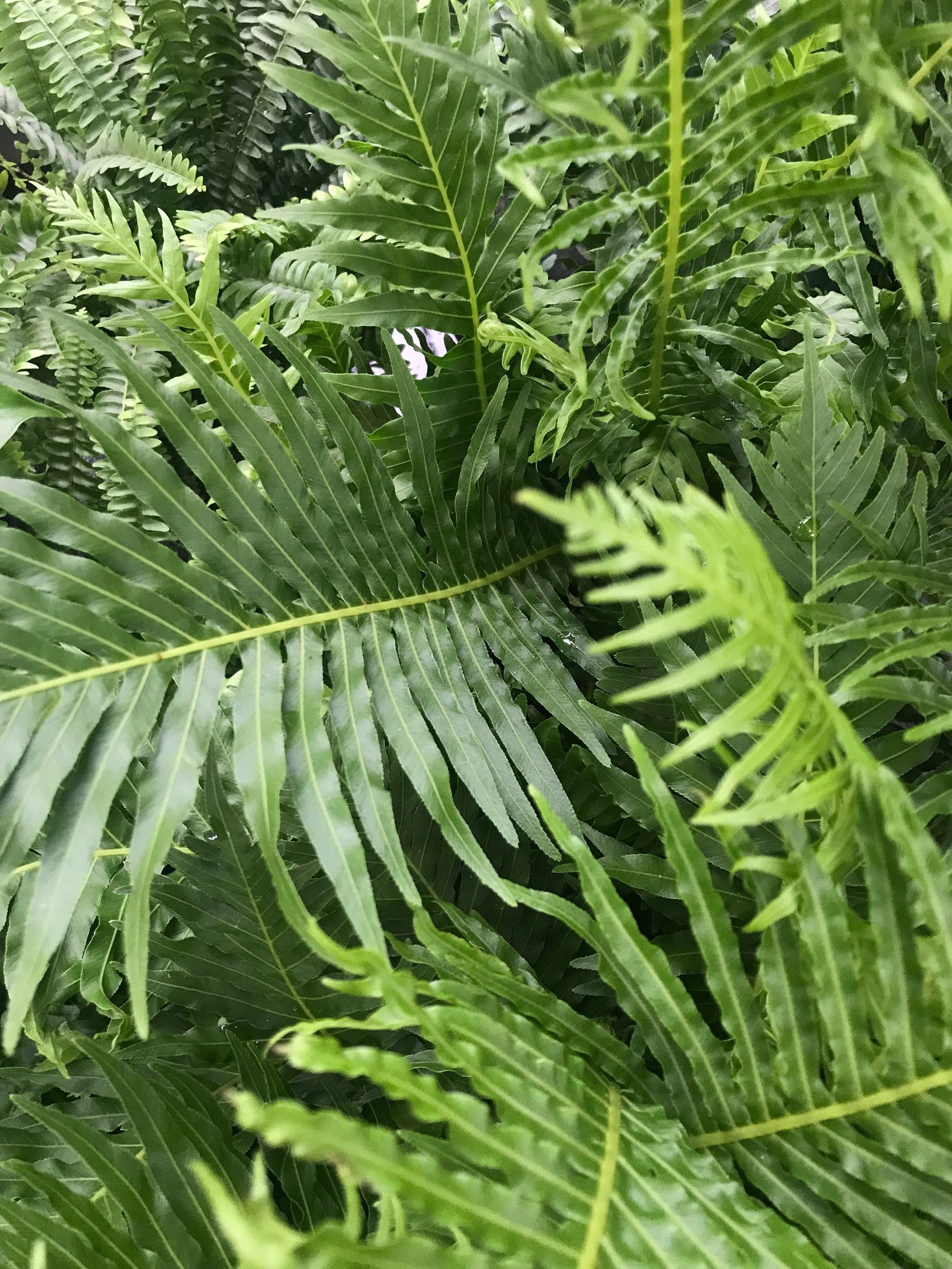 Common Fern Problems