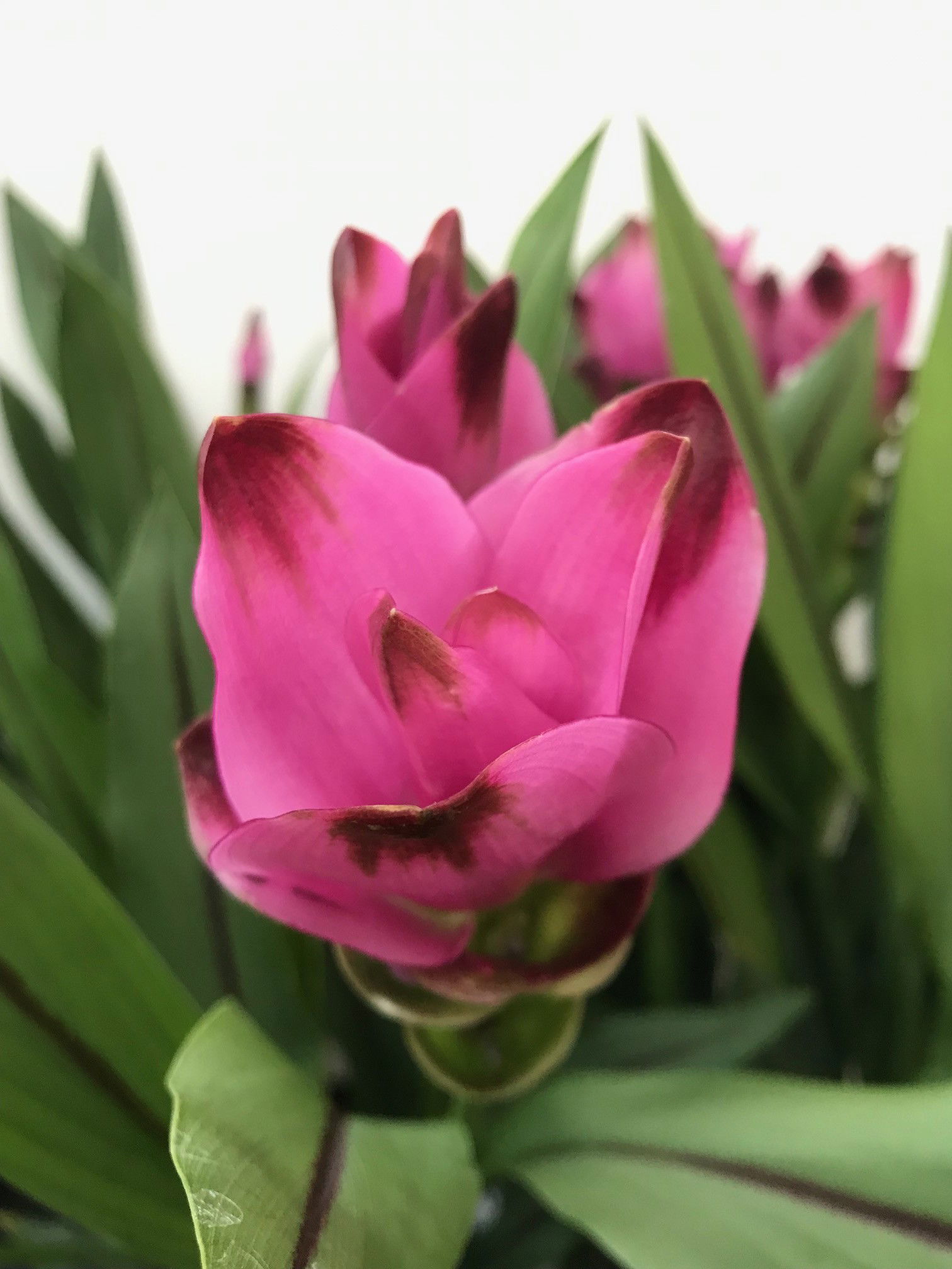 Siam Tulip - Curcuma Alismatifolia