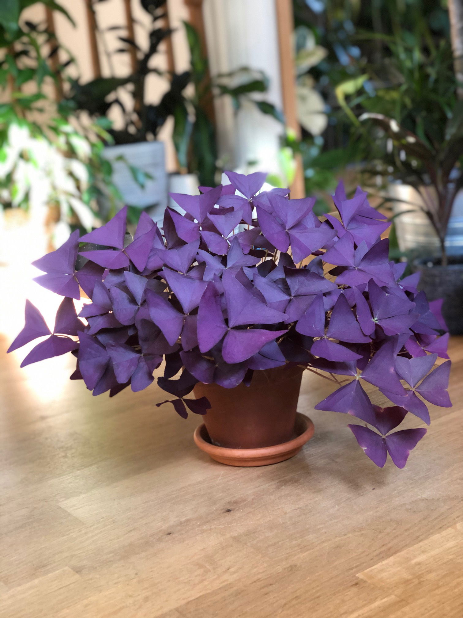 False Shamrock - Oxalis Triangularis