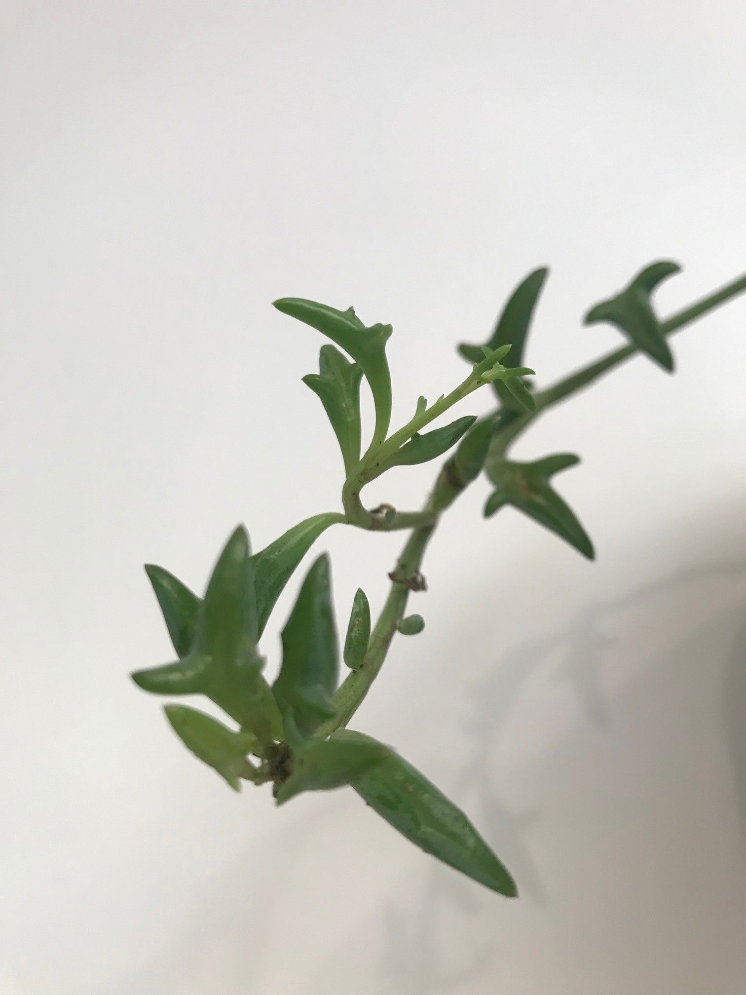 String of Dolphins - Dendrophorbium Peregrinum