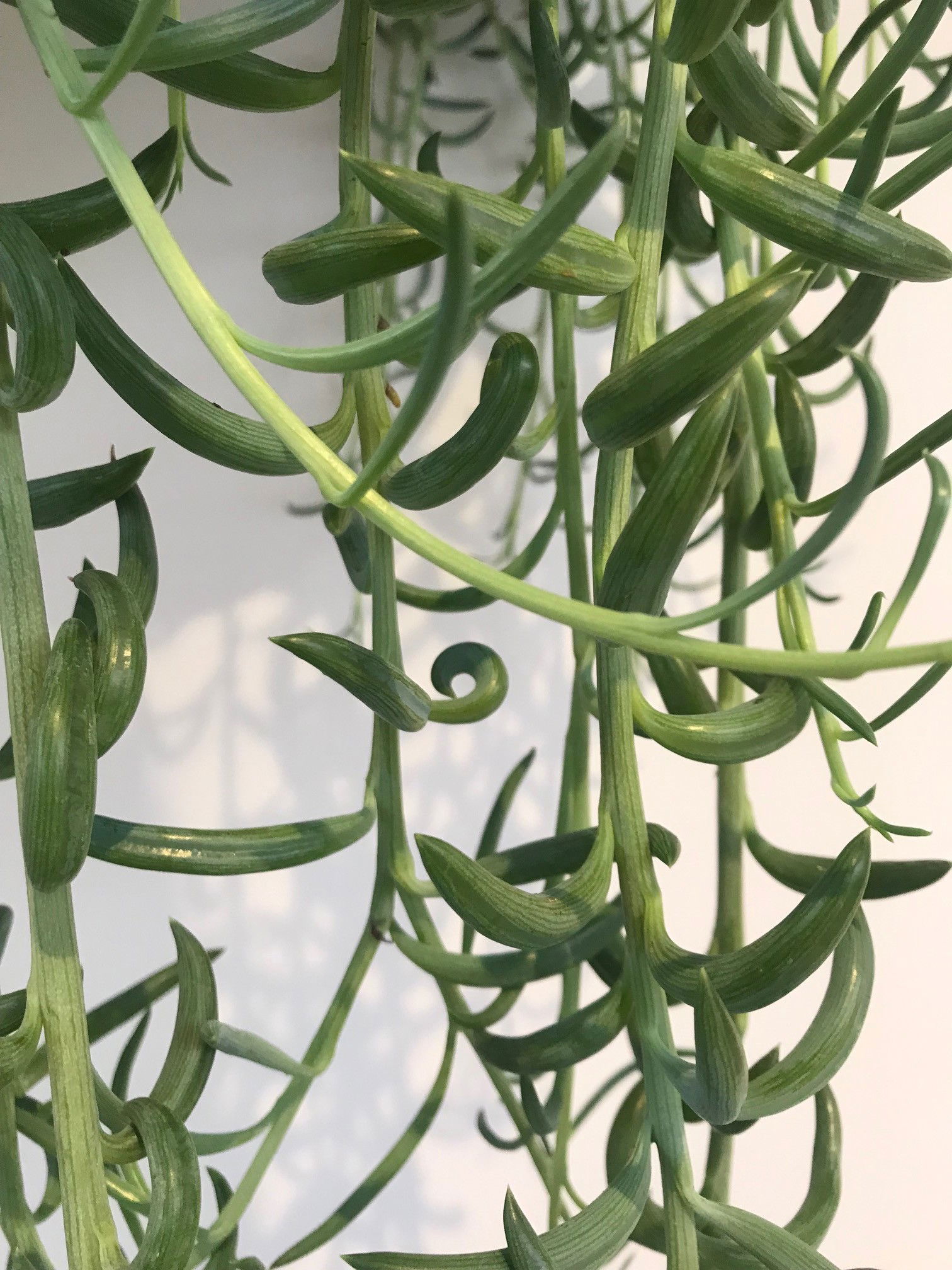 String of Bananas - Curio/Senecio Radicans