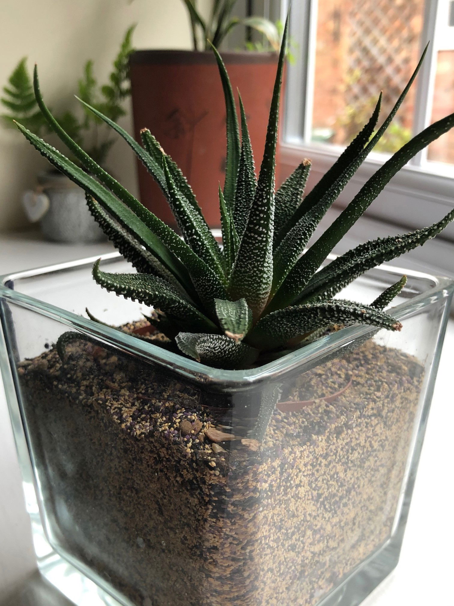 Zebra Cacti - Haworthia