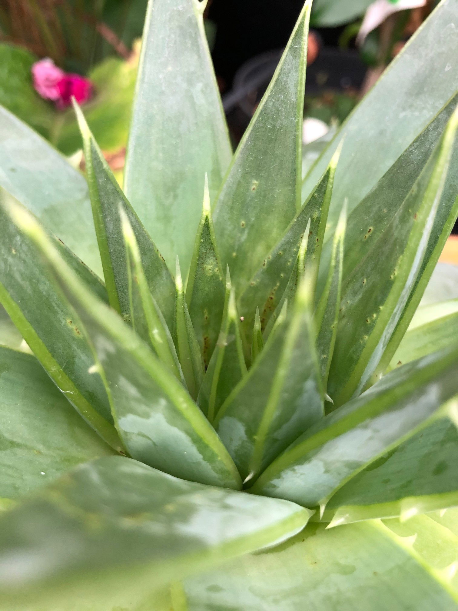 Aloes (All Species)