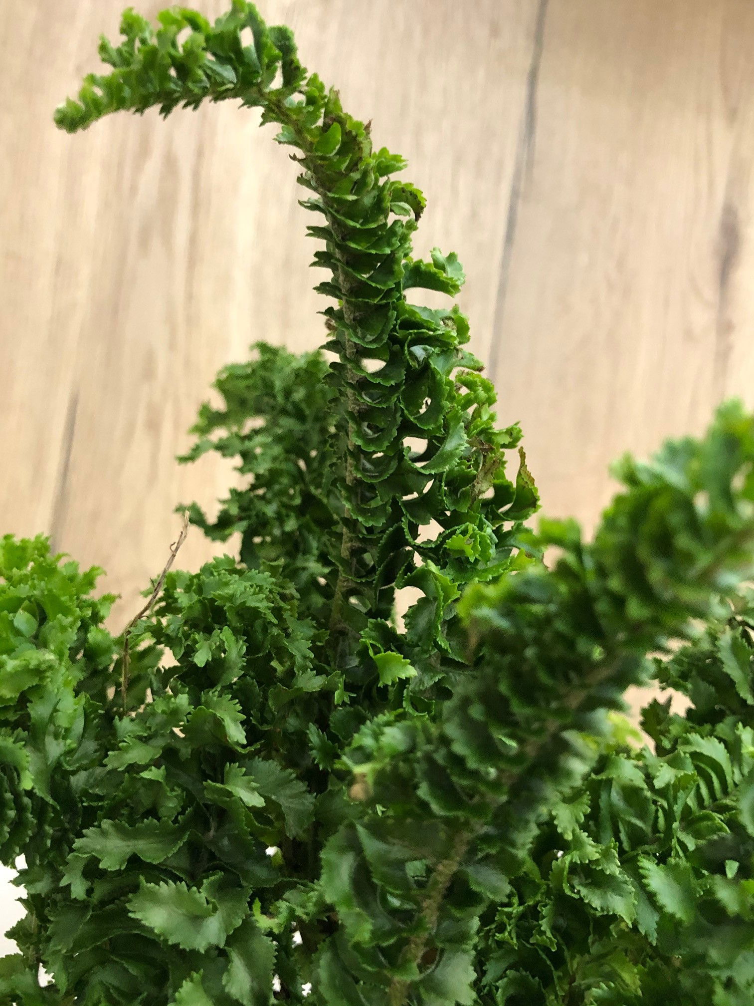 Nephrolepis Exaltata 'Emina' - Crinkle Ferns