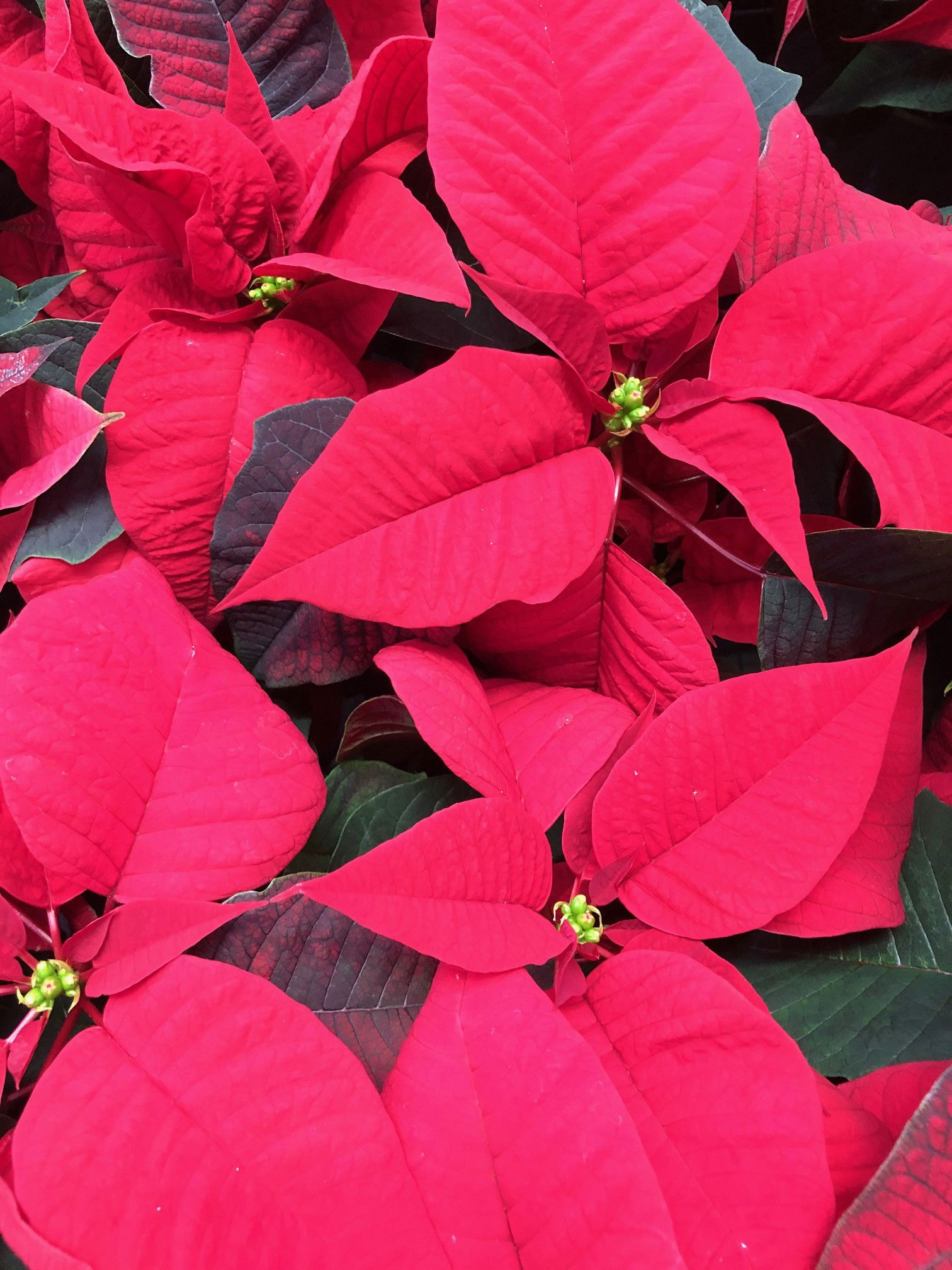 Poinsettia