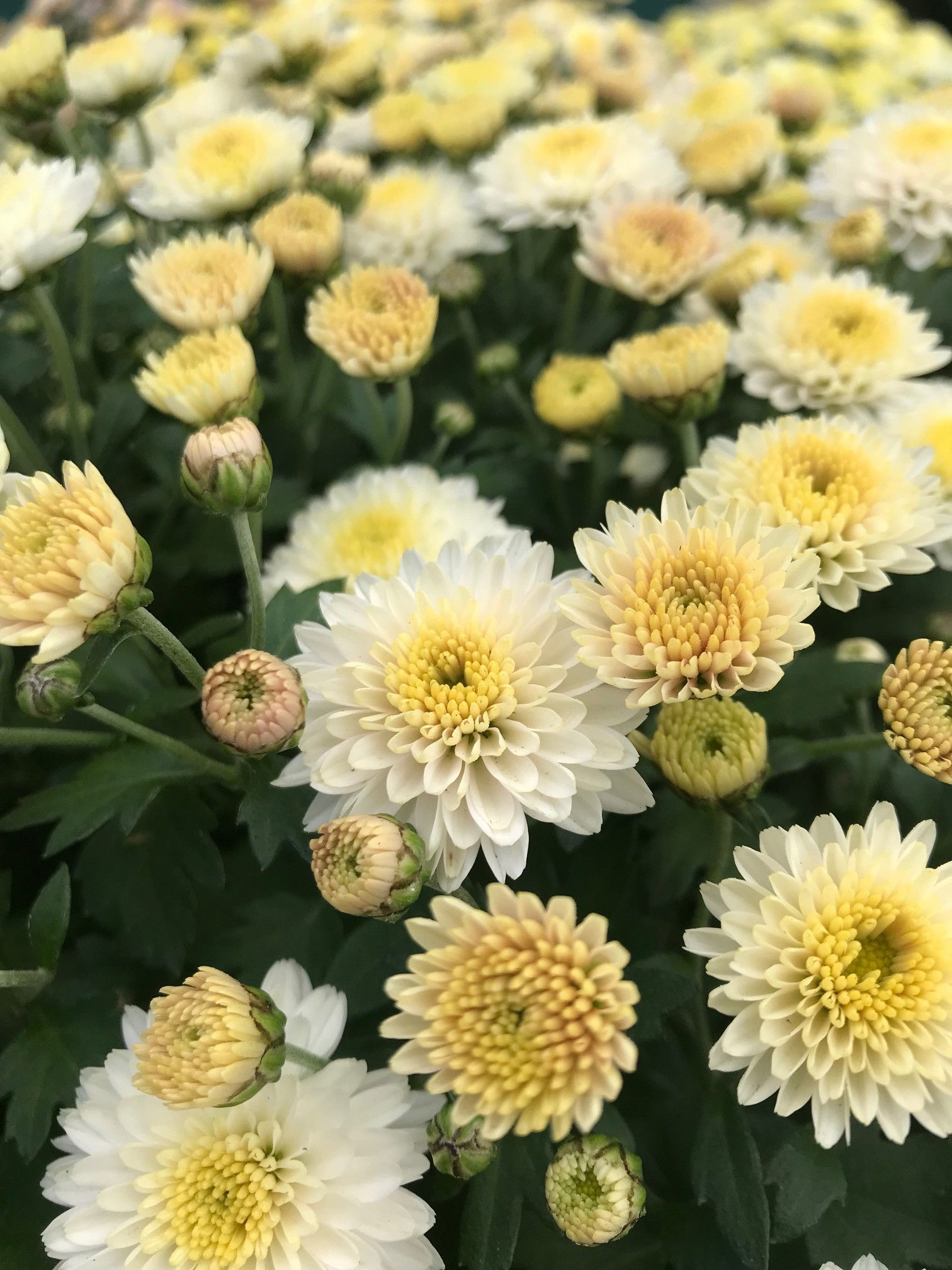 Chrysanthemums (All Indoor Species)