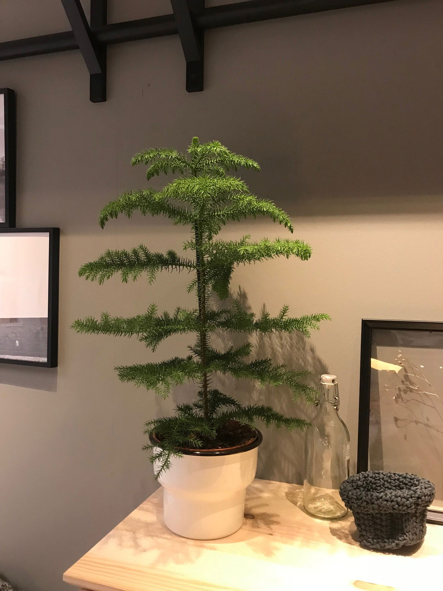 Norfolk Island Pines