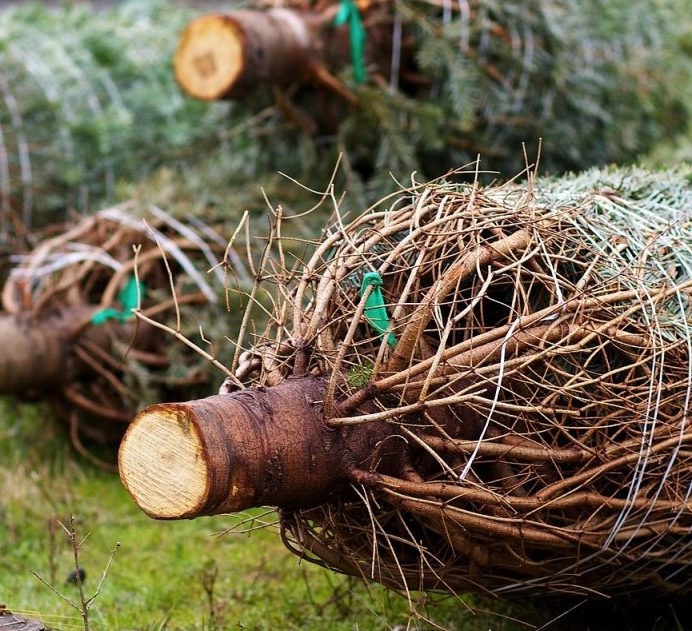 Cut Christmas Trees