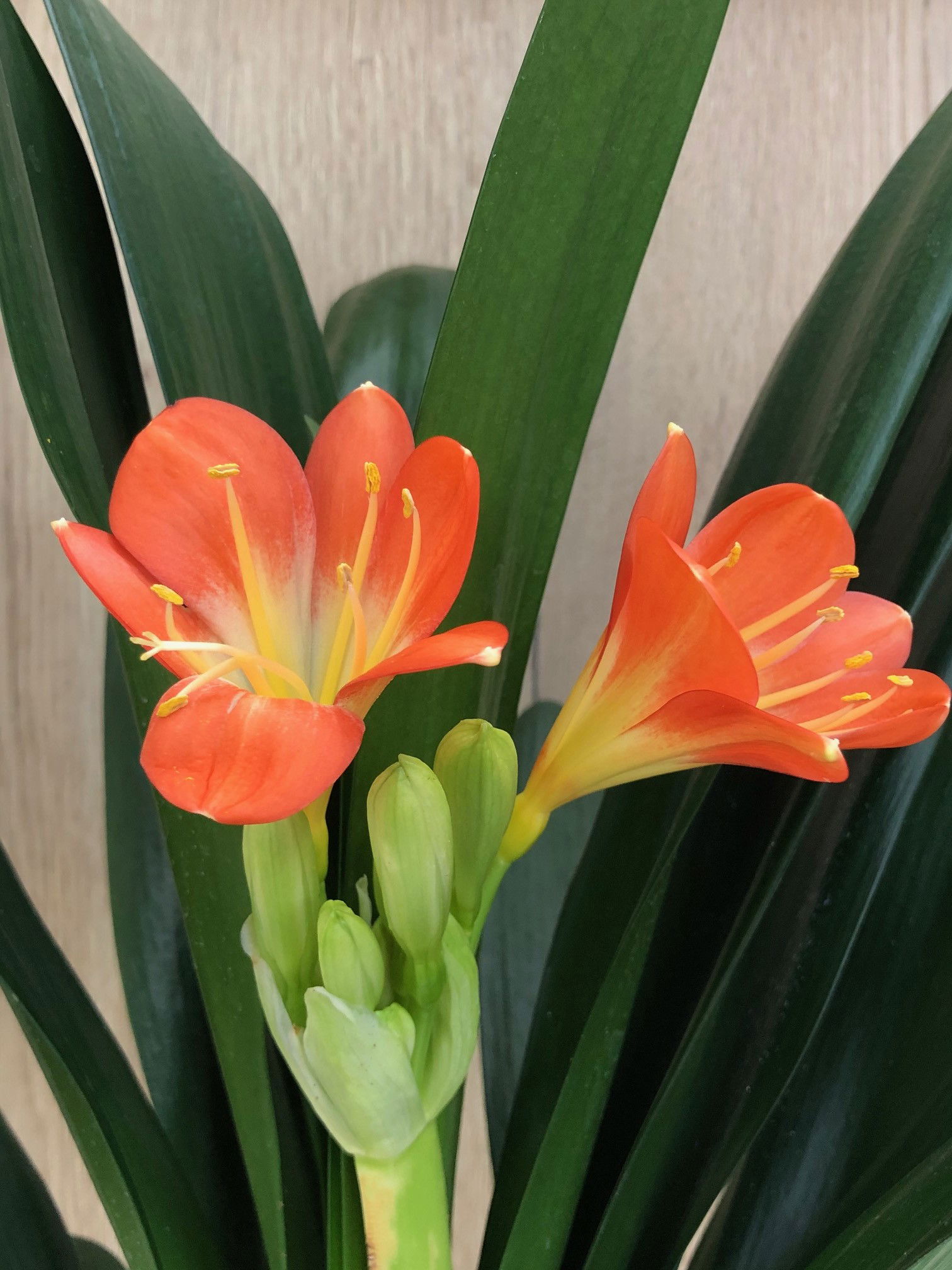 Clivia - Natal or Bush Lily