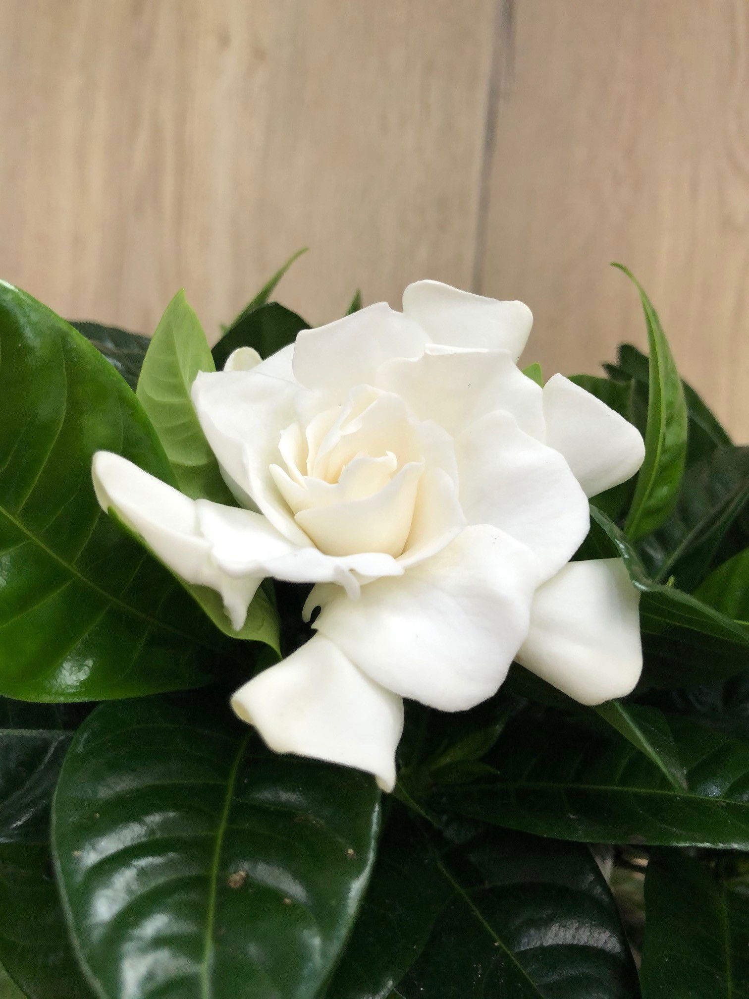 Gardenia Jasminoides