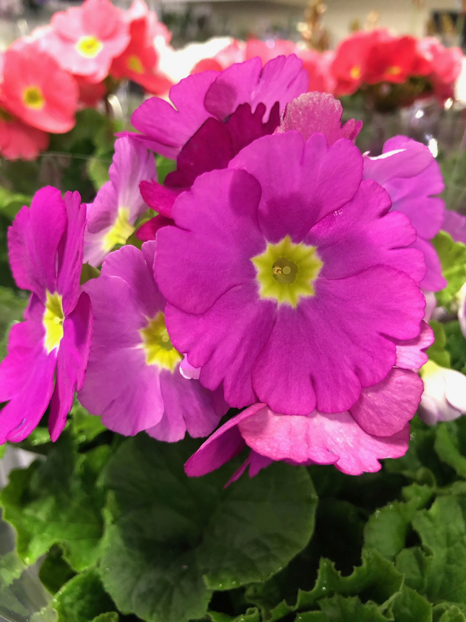 Primula (All Indoor Species)