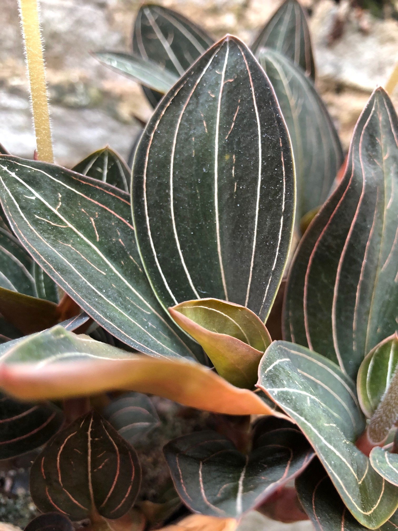 Jewel Orchids - Ludisia Discolor