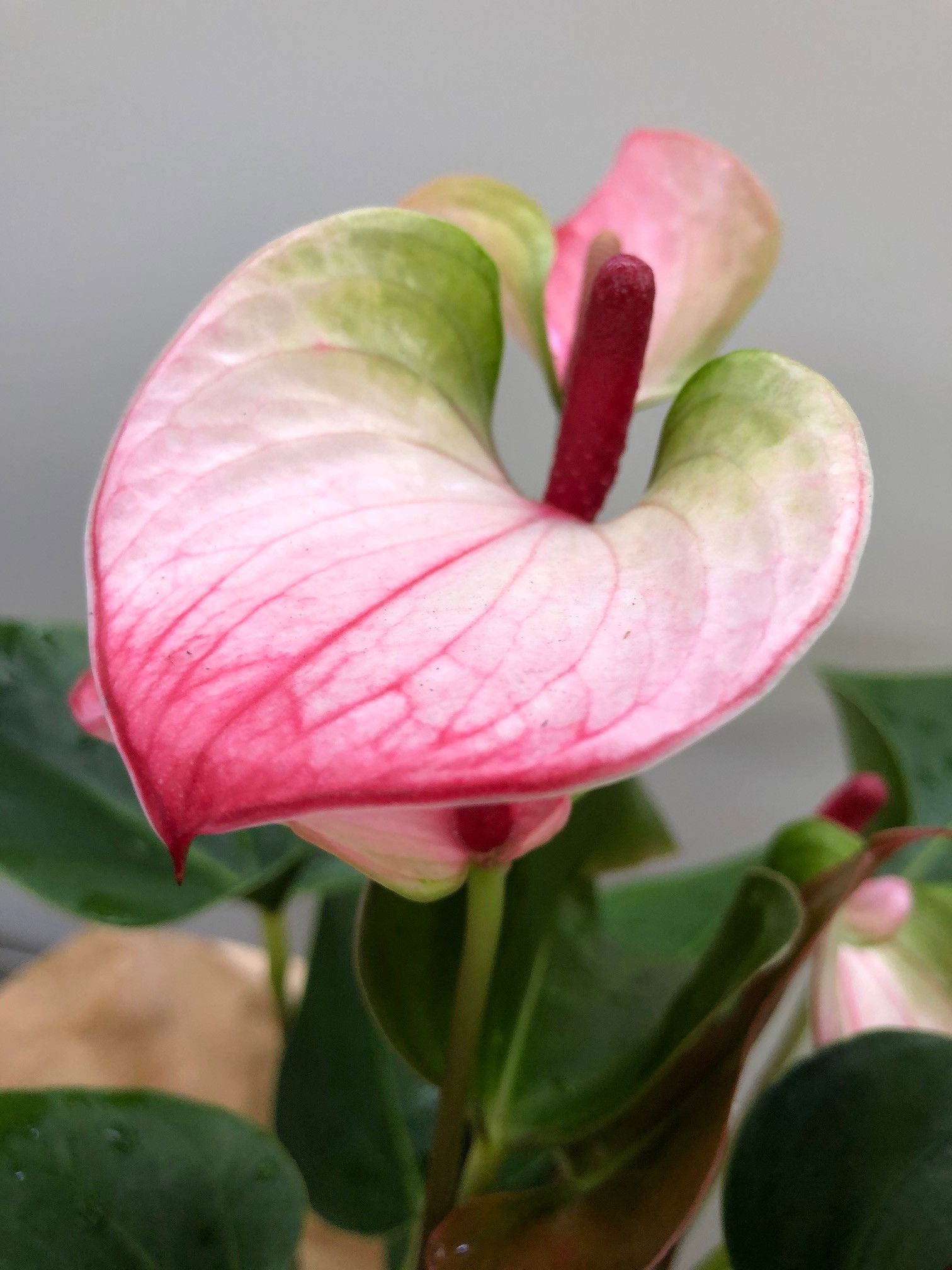 Anthurium - Flamingo Flower