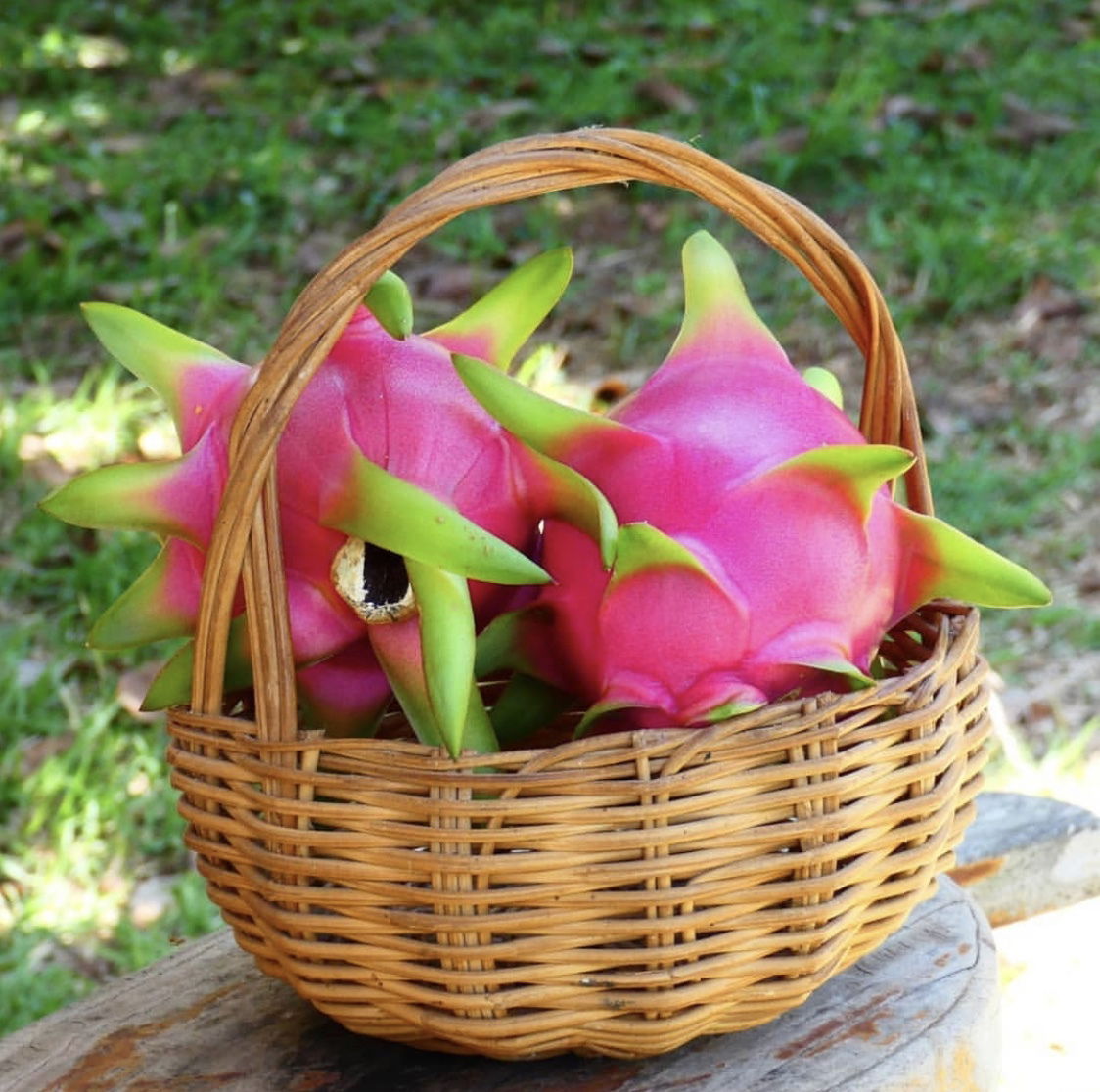 Dragonfruit - Hylocereus/Selenicereus (Pitahaya)