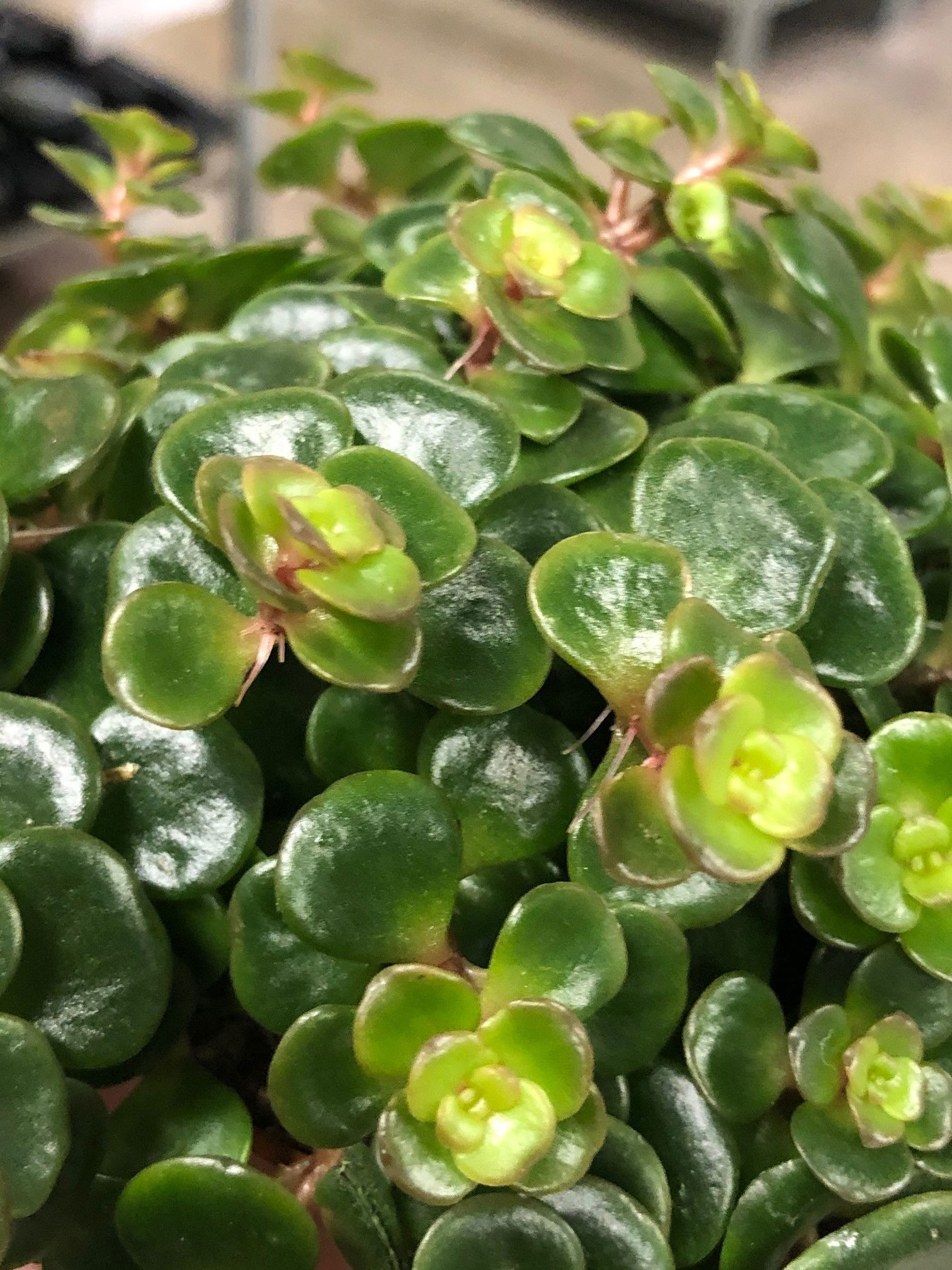 Crassula (All Species)