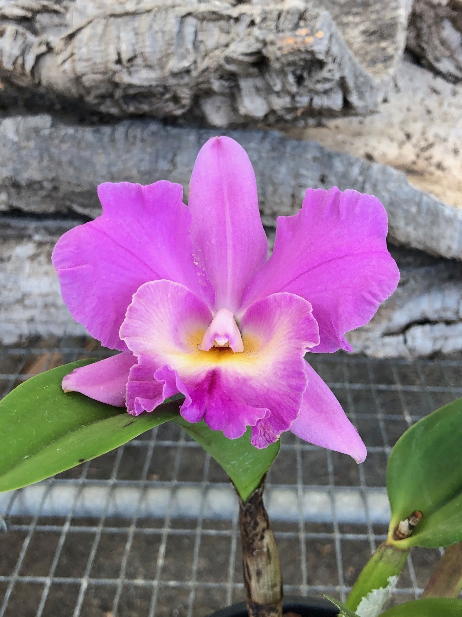 Cattleya