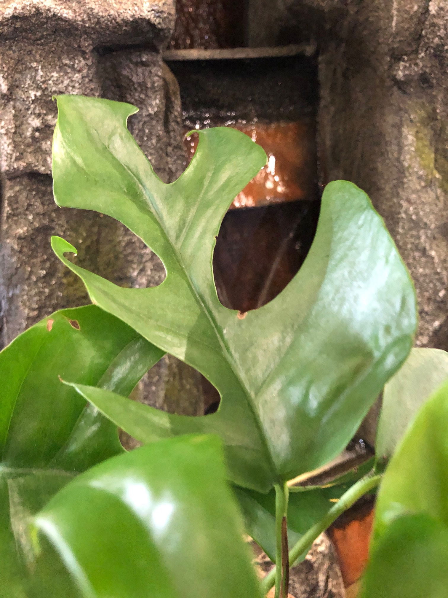 Rhaphidophora Tetrasperma - Monstera Minima