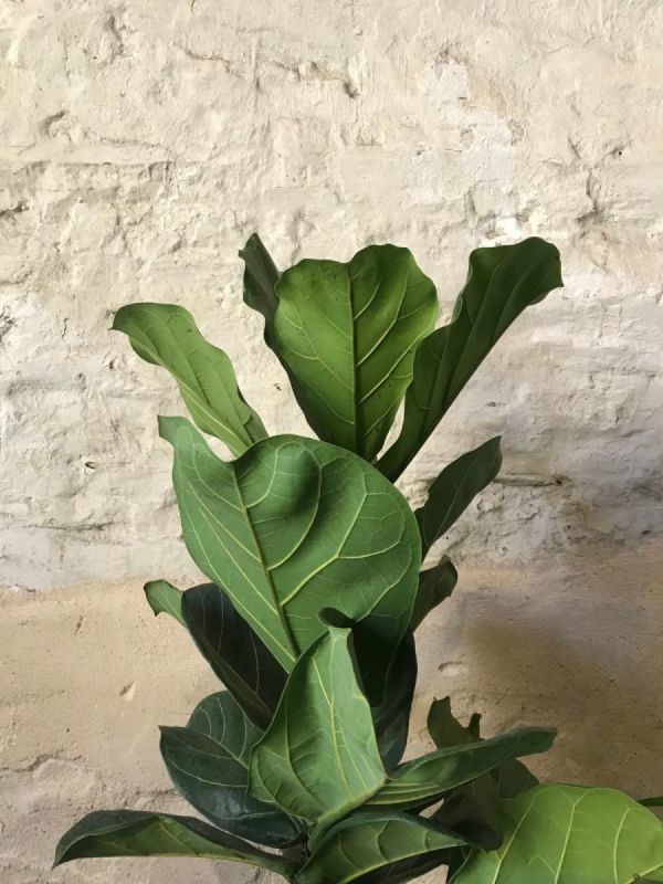 Fiddle-Leaf Figs