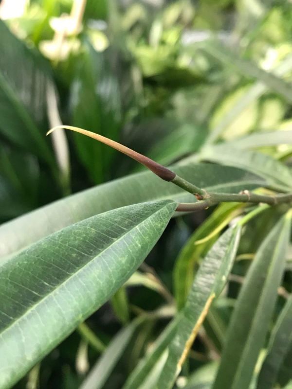 Banana-Leaf Figs - Ficus Alii