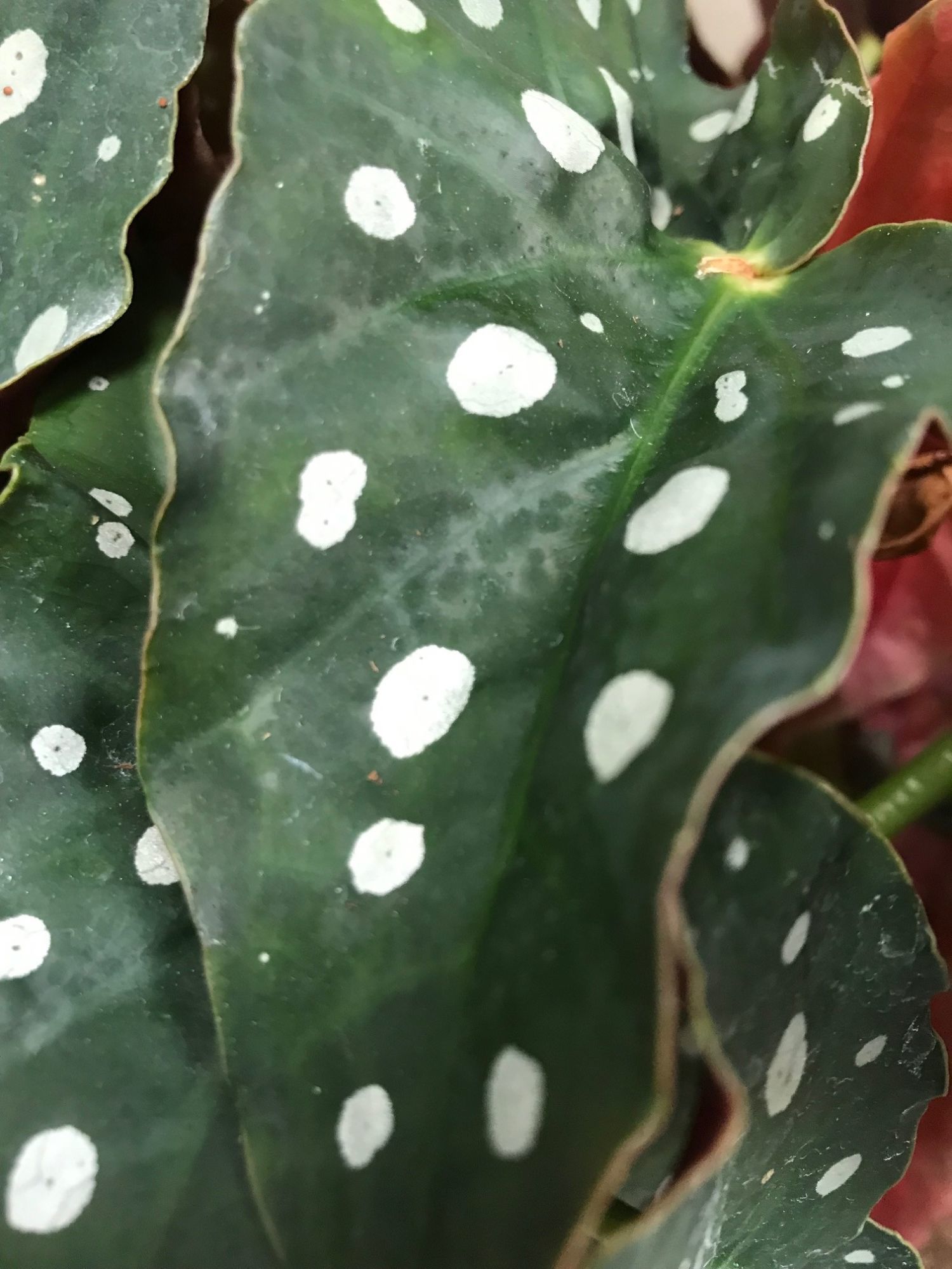 Polka Dot Begonia - Begonia Maculata 'Wightii'