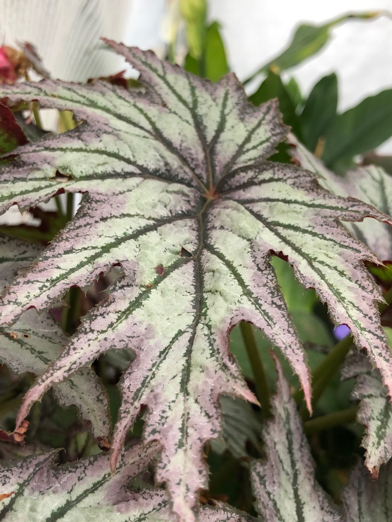 Begonia (All Indoor Species)