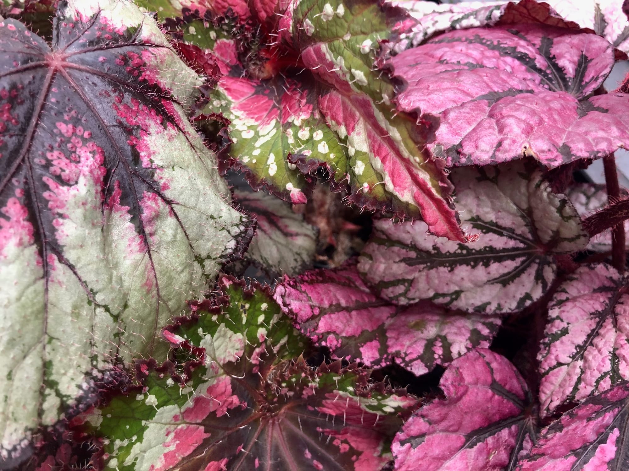 Begonia Rex Varieties