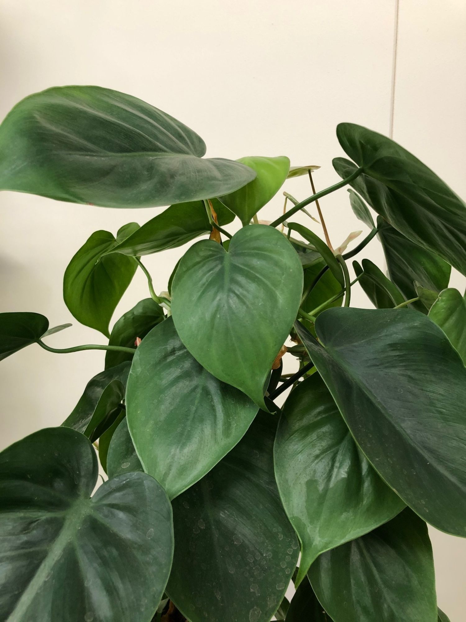 Heartleaf Philodendron - P. Hederaceum/Scandens