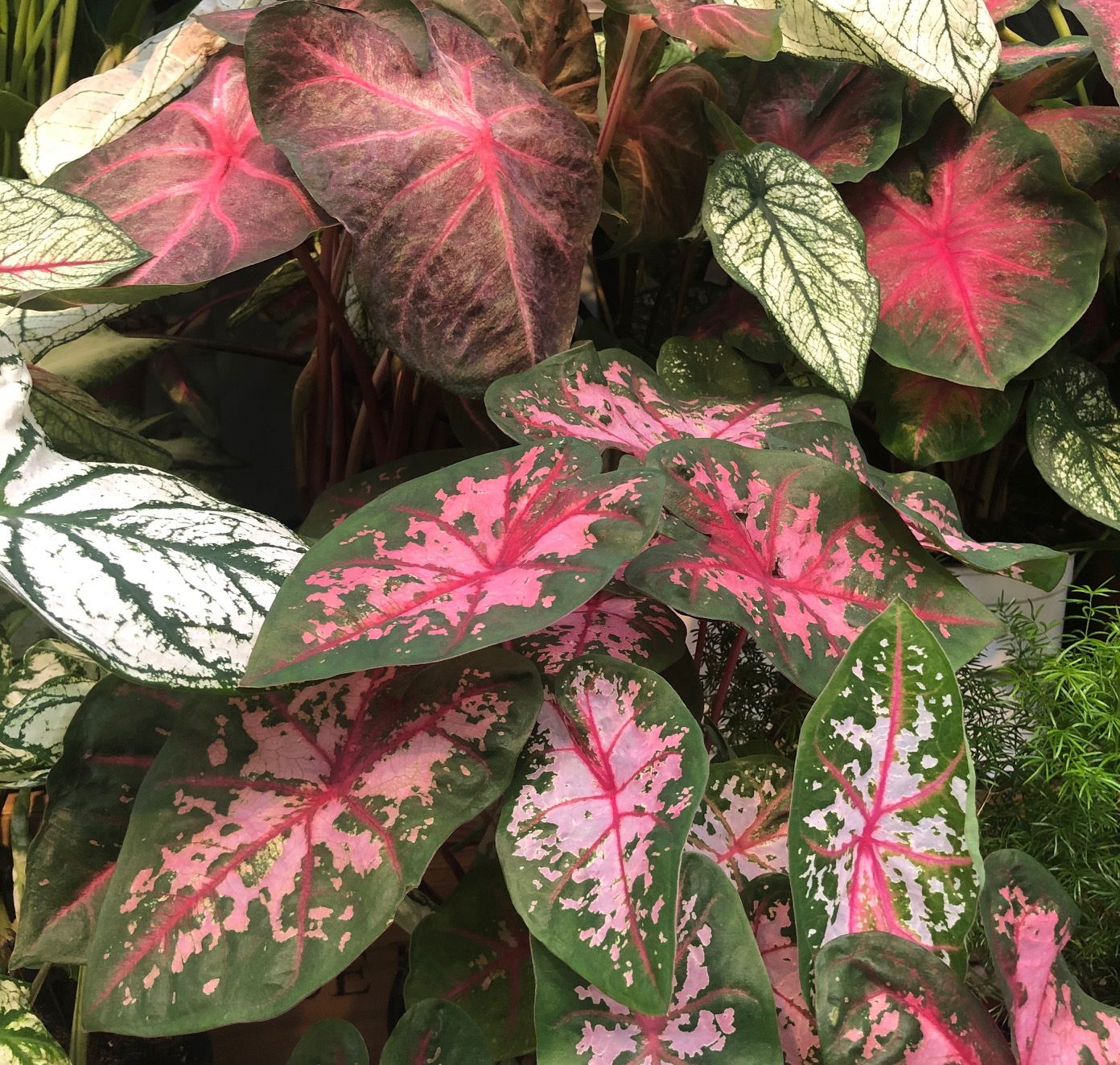 Caladiums - Heart of Jesus