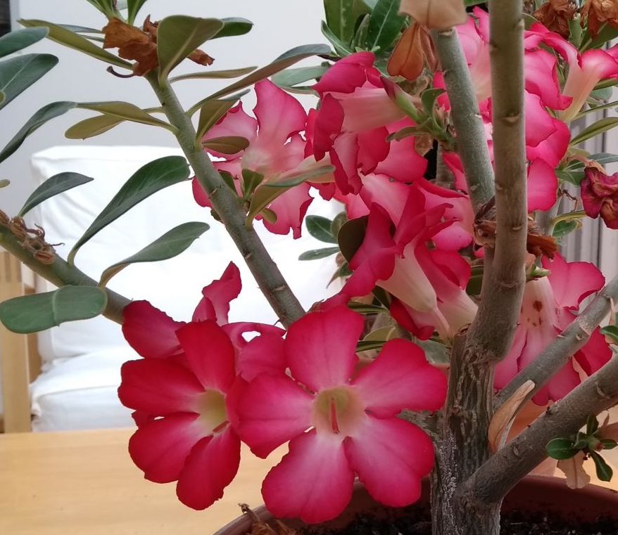 Desert Roses - Adenium Obesum