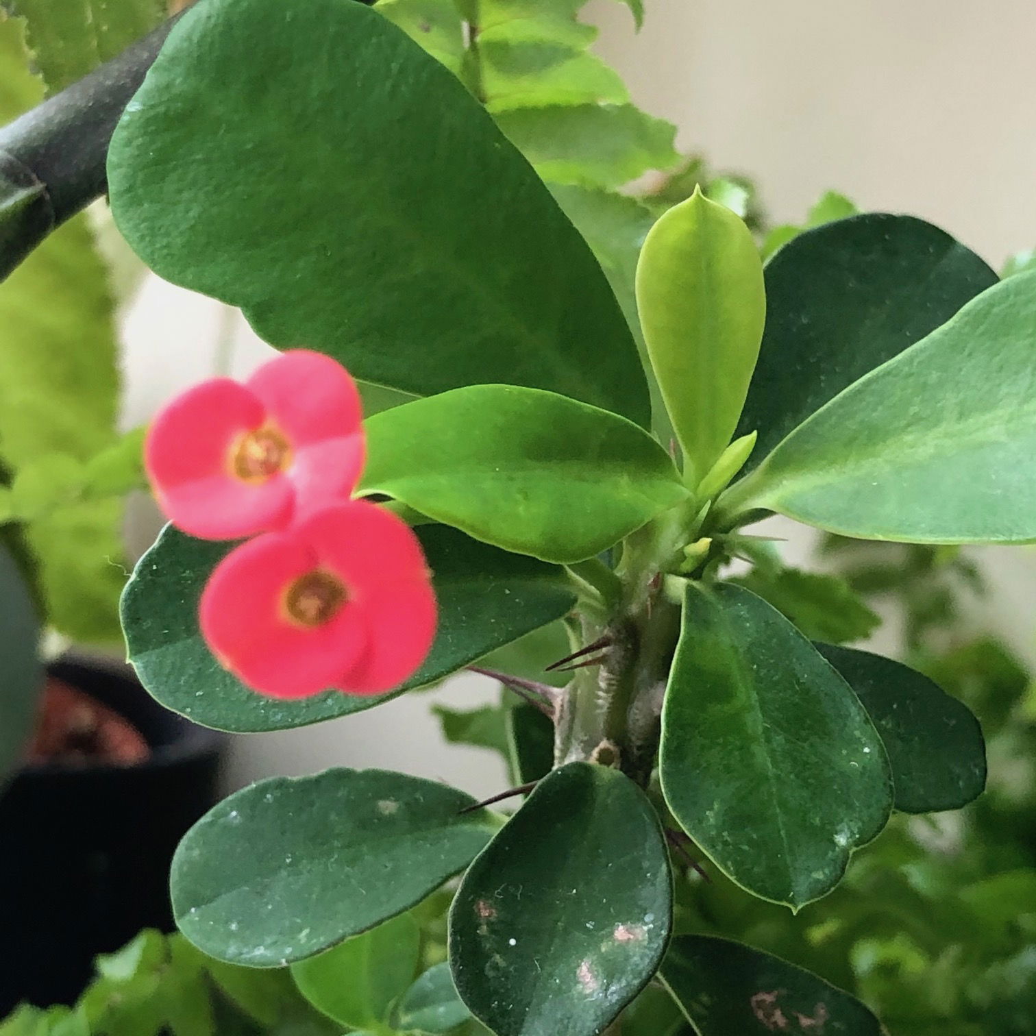 Crown of Thorns - Euphorbia Milii