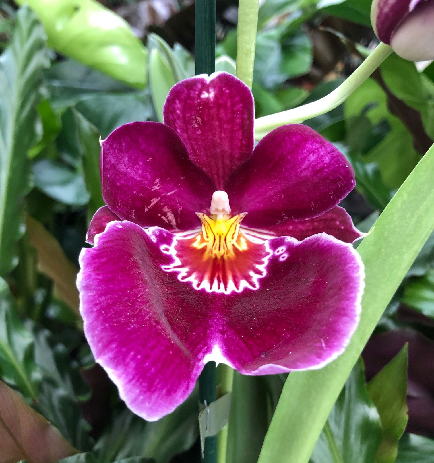 Miltonia