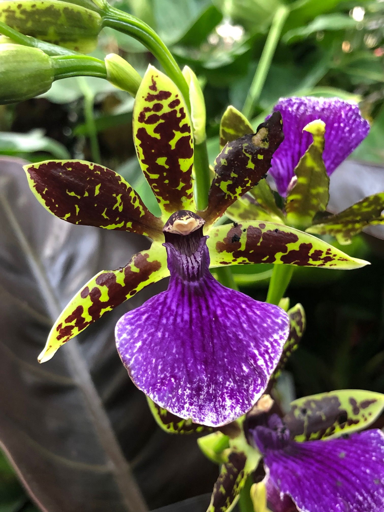 Zygopetalums