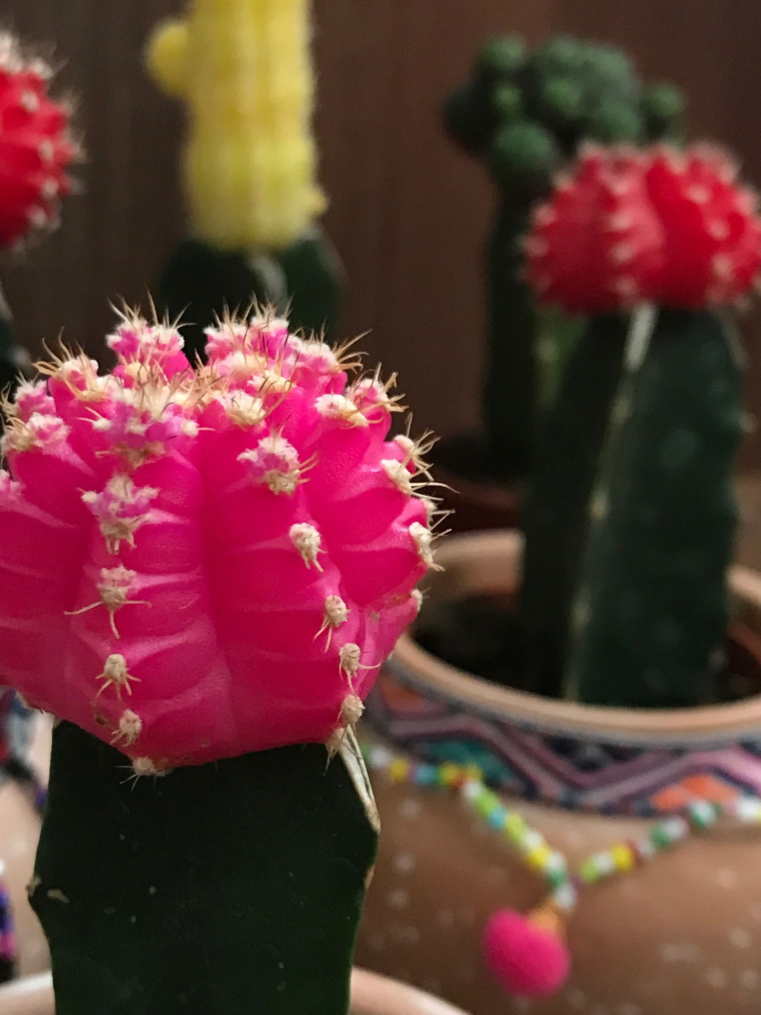 Moon Cacti - Ruby Ball Cacti (Gymnocalycium)