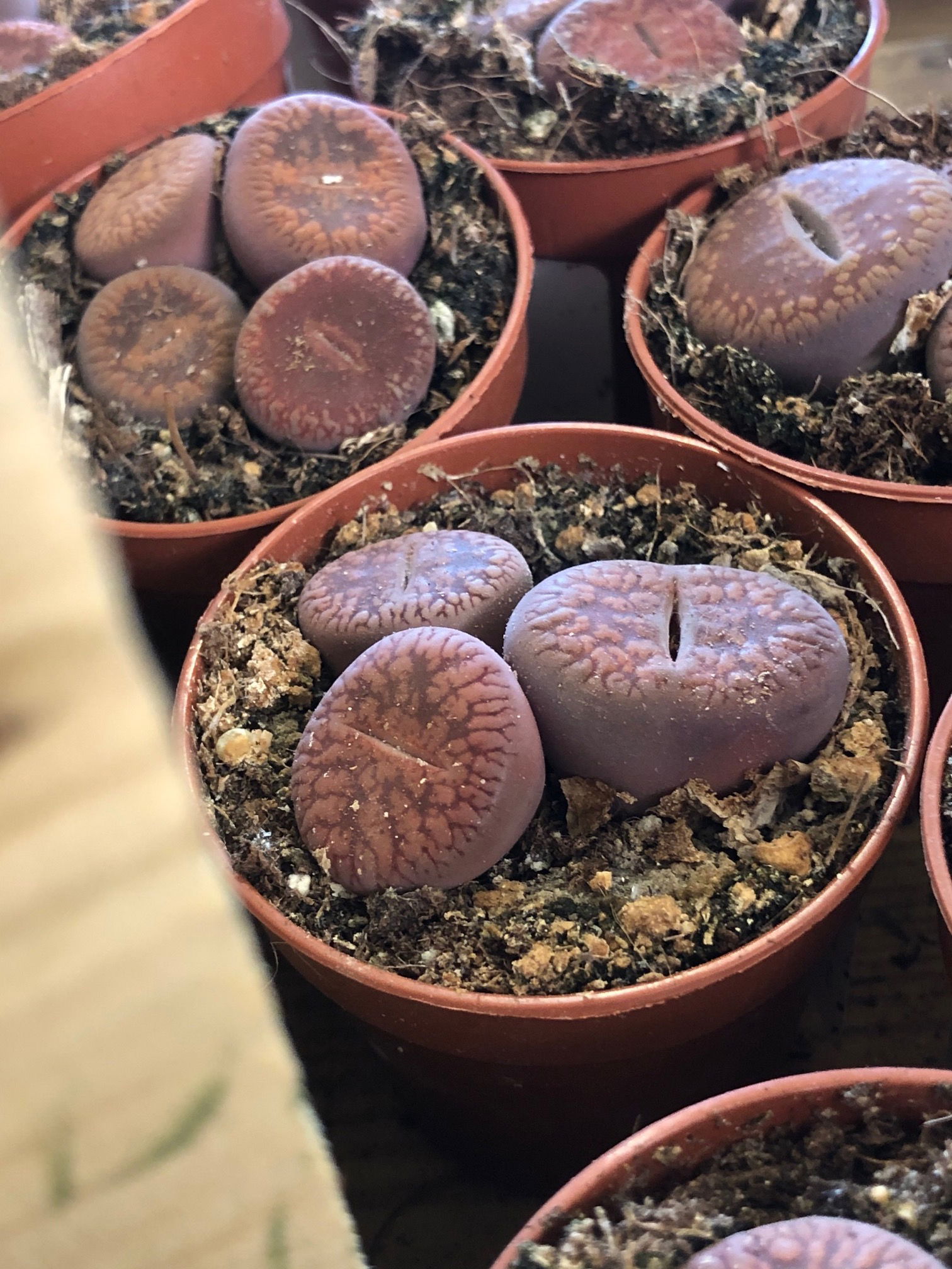 Lithops - Living Stones