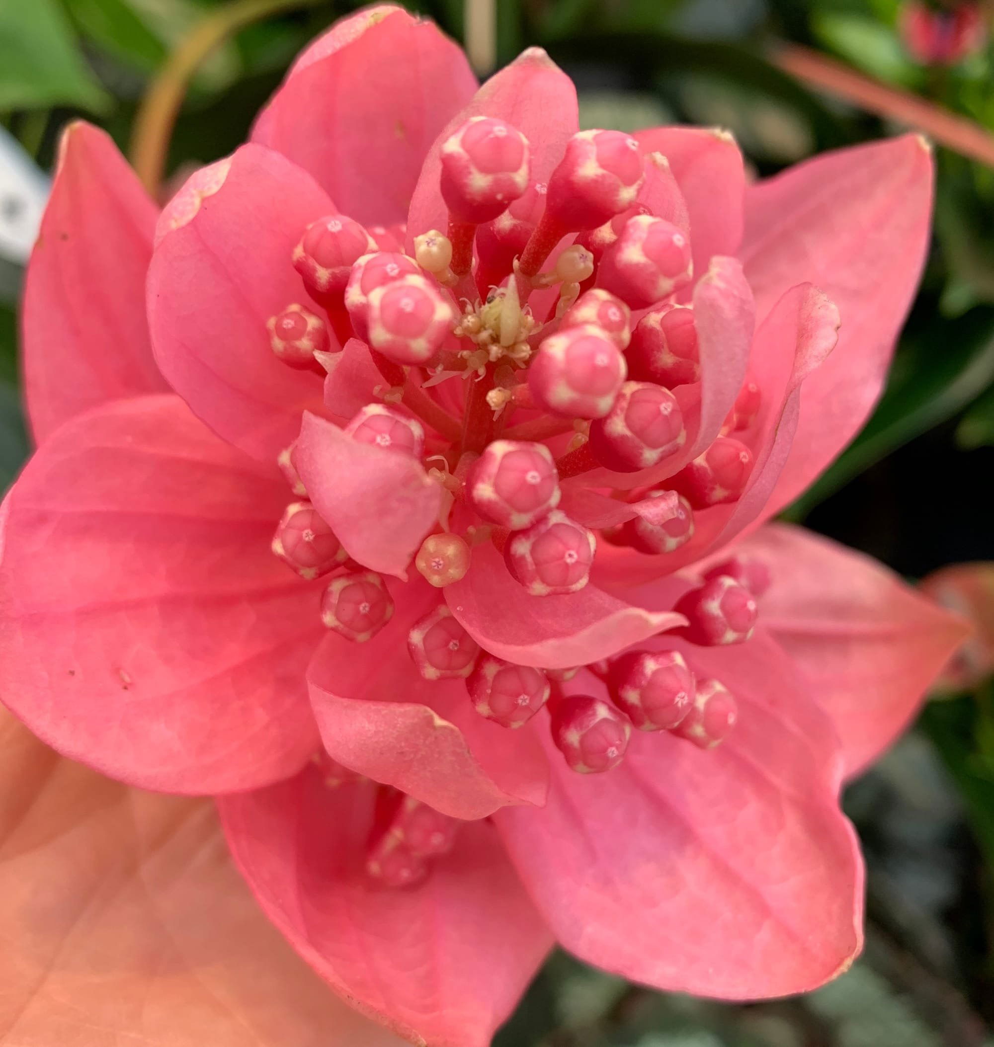 Medinilla Magnifica 'Lambada'