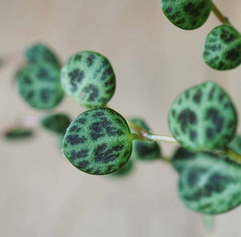 String of Turtles - Peperomia Prostrata