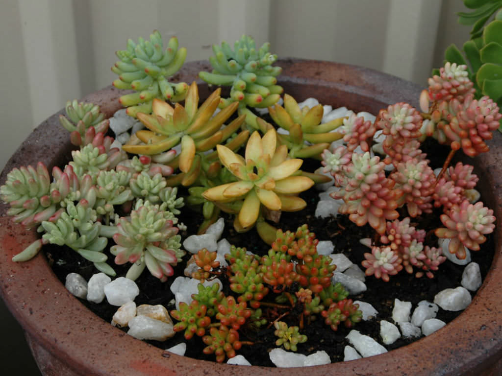 Sedum - Hens & Chicken Plants