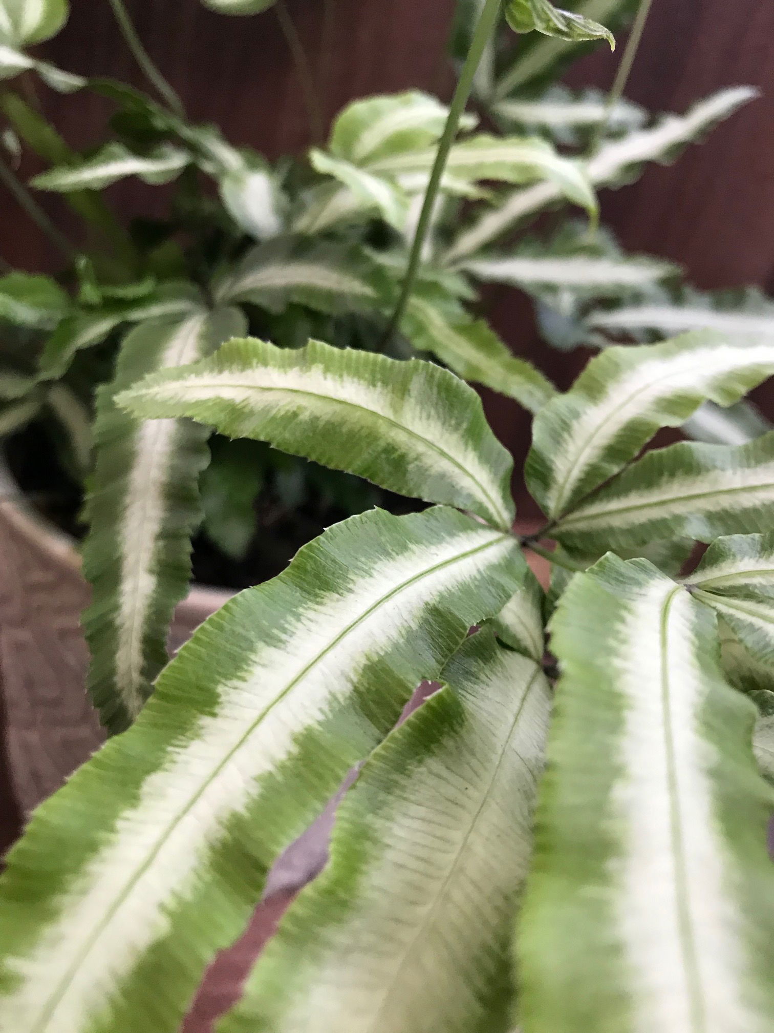 Pteris - Silver Lace Ferns