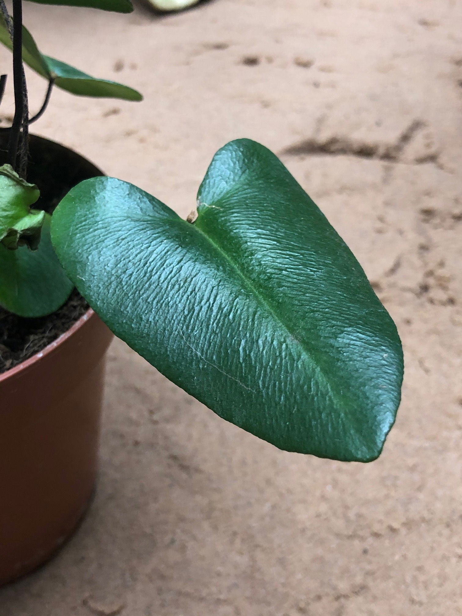 Hemionitis Arifolia - Heart Ferns