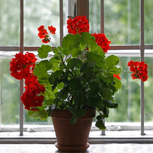 Geranium (Indoor Pelargoniums)