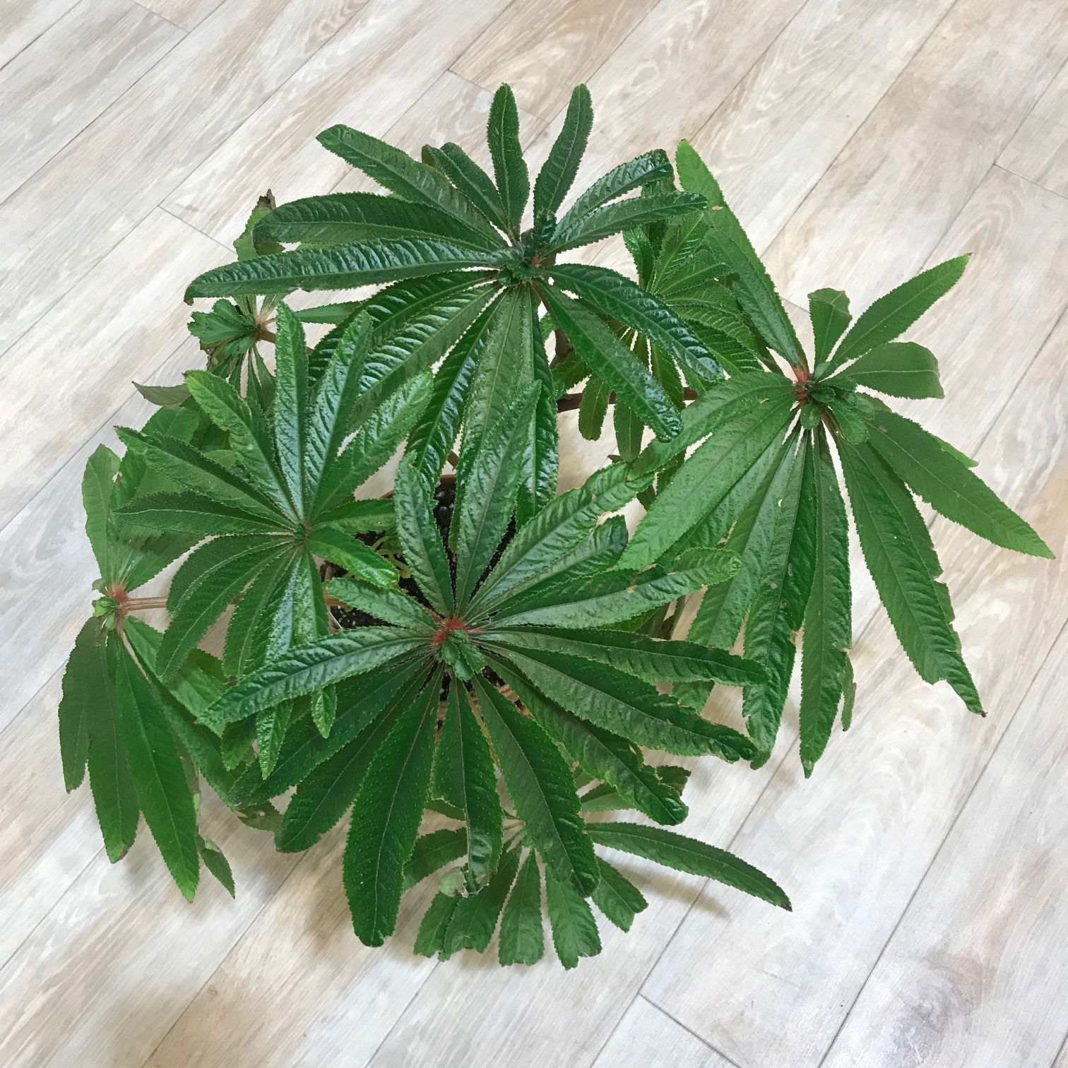 Begonia Luxurians