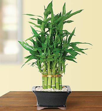 Lucky Bamboo