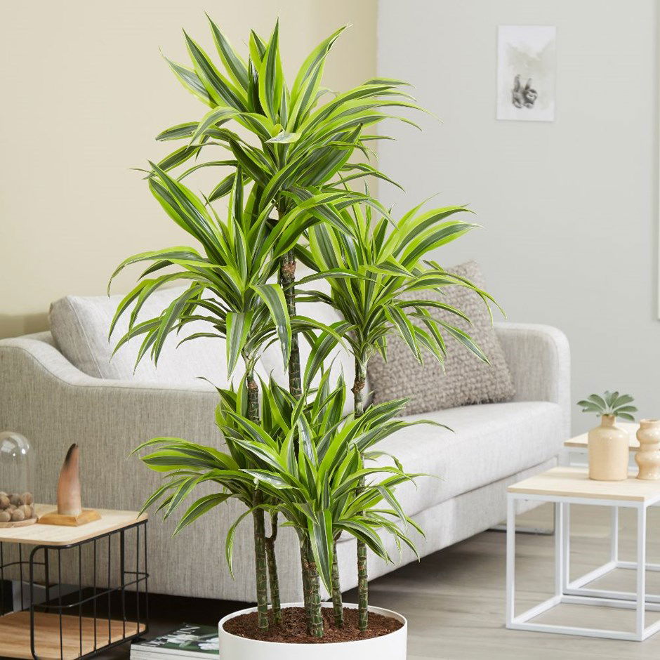 Dracaena Deremensis 'Lemon & Lime'