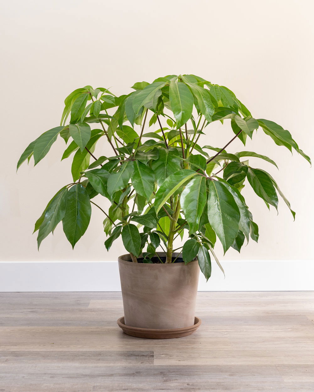 Schefflera Actinophylla - Australian Umbrella Trees